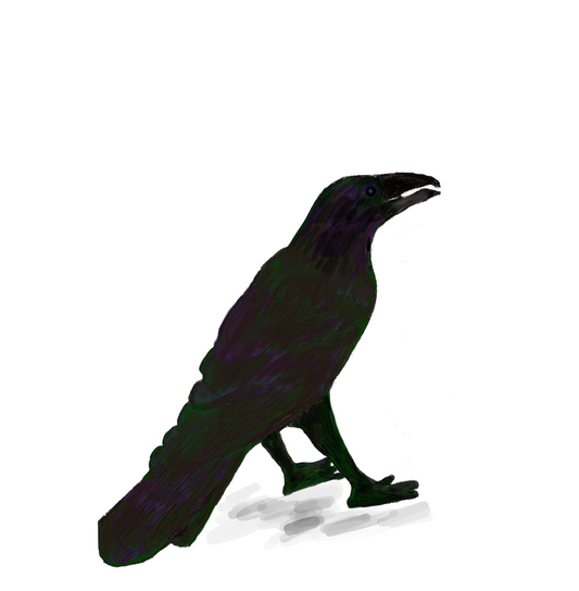 Ravens